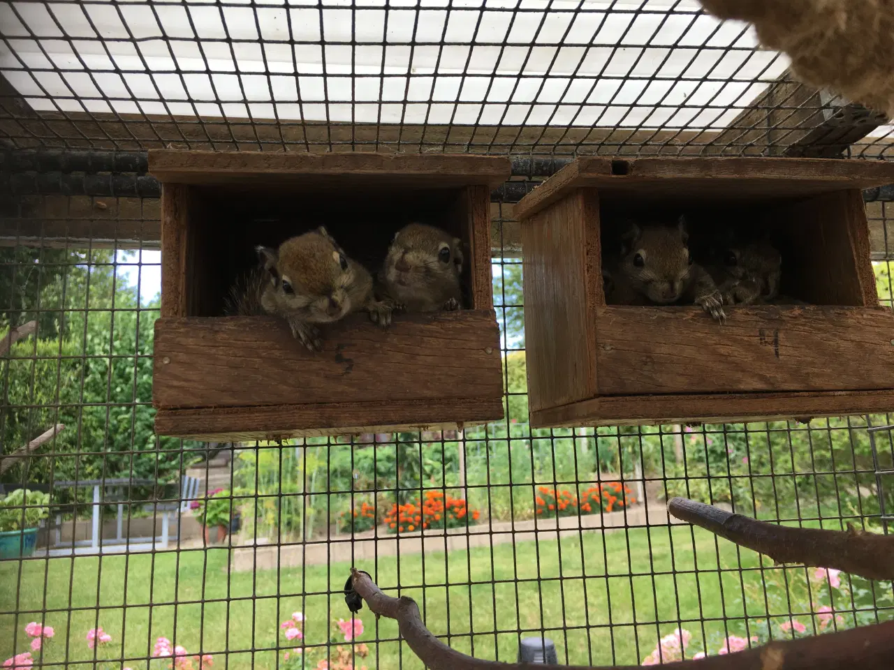 Billede 2 - Swinhoei egern