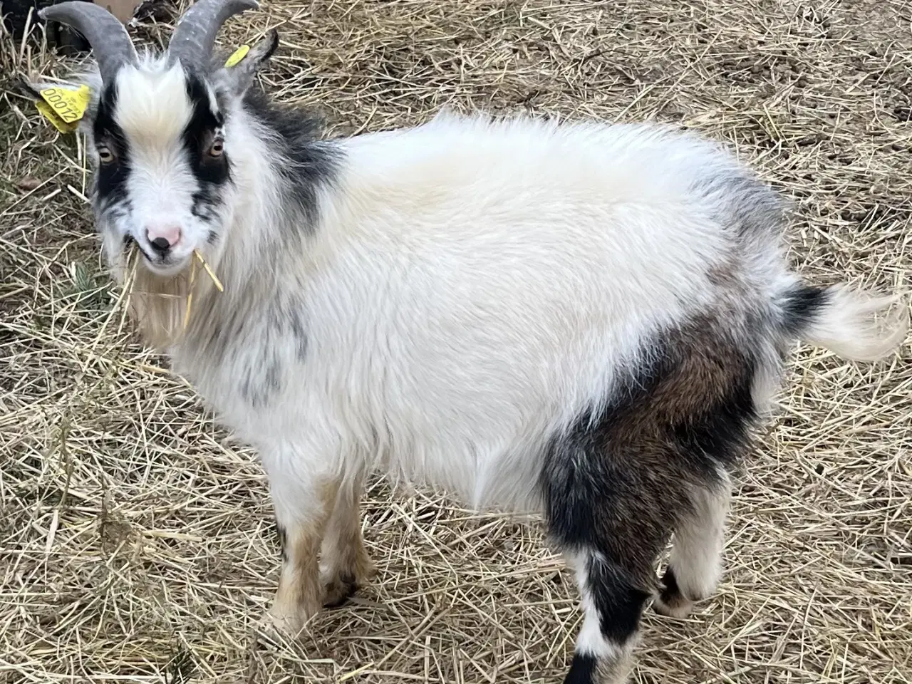 Billede 1 - Buk.  dværg gedebuk