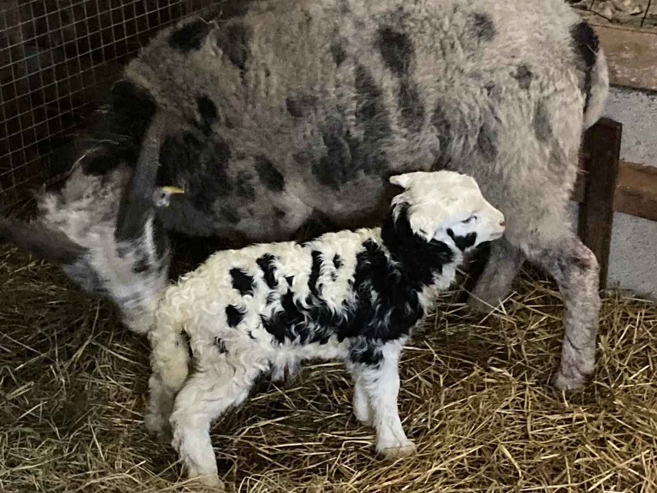 Billede 4 - Jacobs får gimmer lam