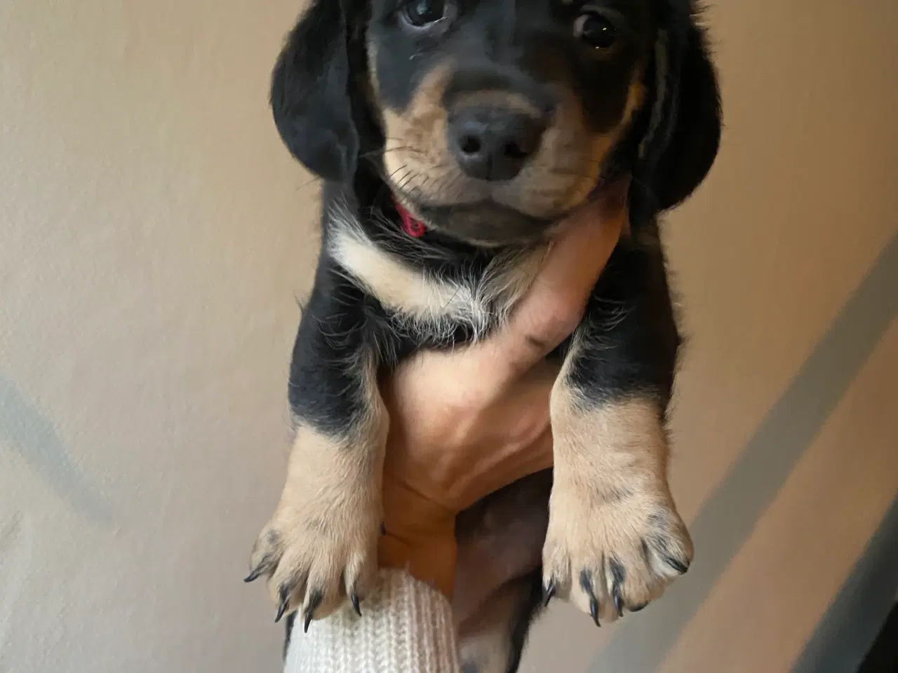 Billede 3 - Merle gravhunde mix standart