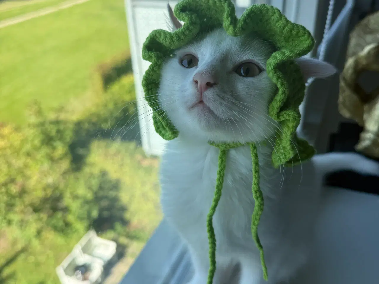 Billede 2 - 2 søde han killinger 