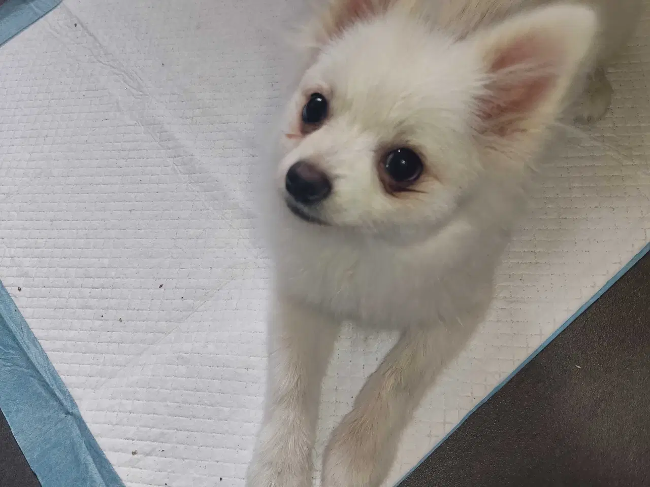 Billede 4 - Mini Pomeranian 