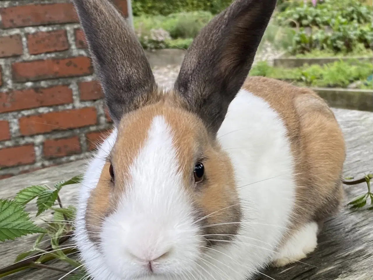 Billede 5 - HOLLÆNDER HAN MADAGASCAR