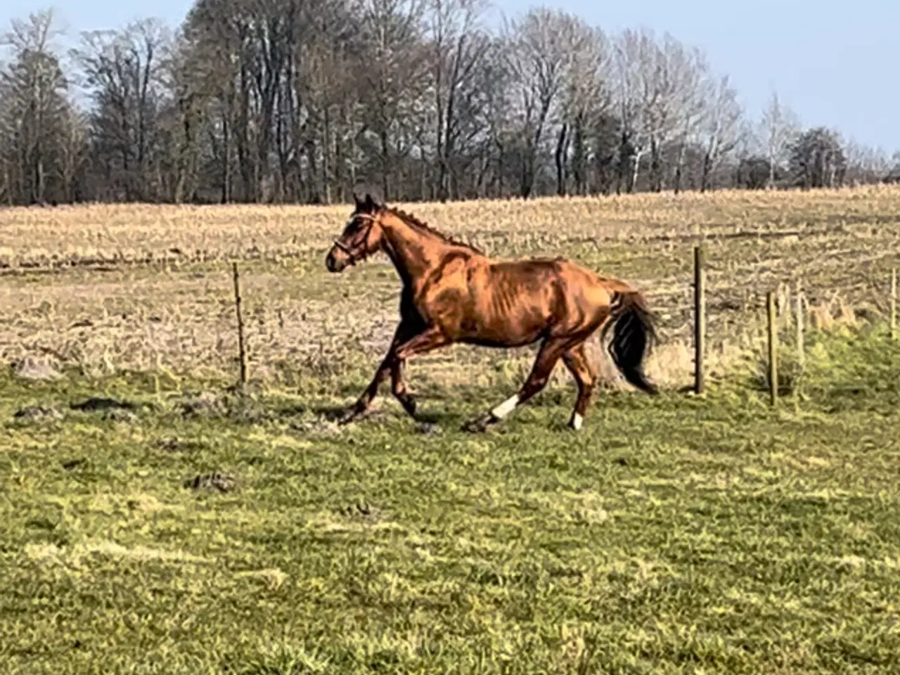 Billede 3 - Bedækning ved avlsgodkendt hingst