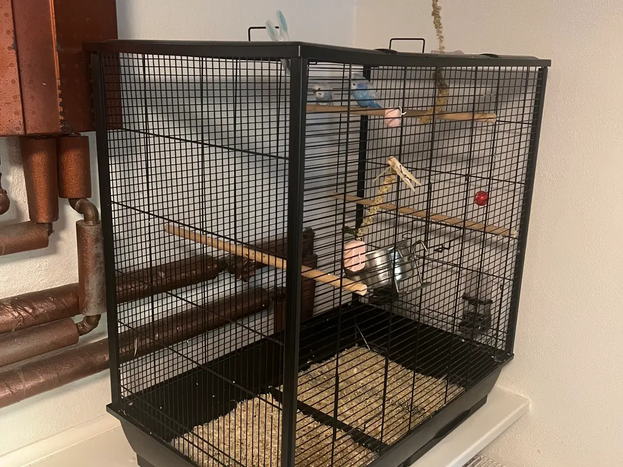 Billede 8 - 2 meget fine undulater, en han og en hun med bur