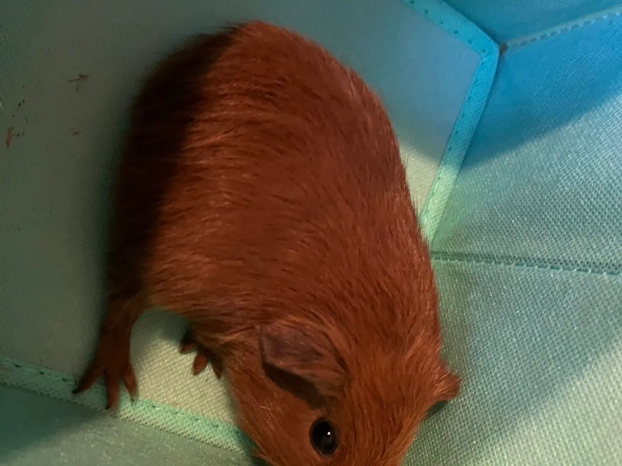 Billede 1 - California han marsvin