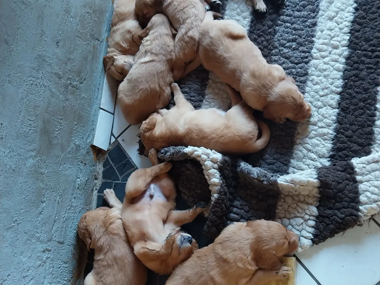 Billede 6 - Golden retriver hvalpe familie og jagthunde 