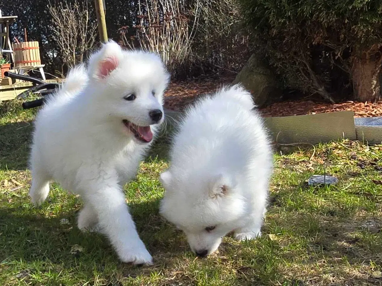 Billede 1 - Samojede hvalpe