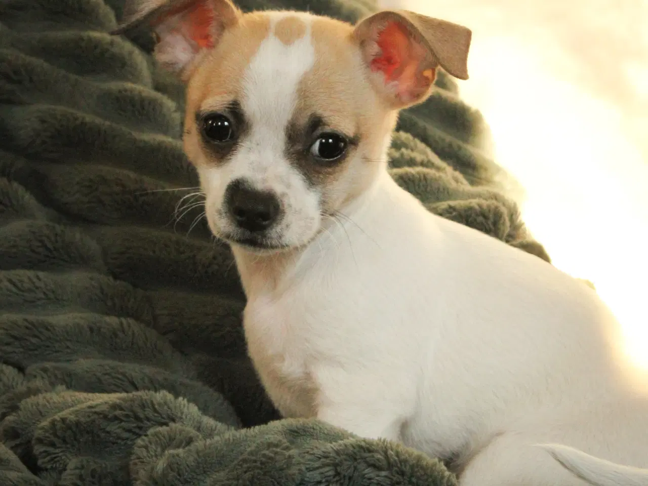 Billede 3 - Skøn lille terrier/chihuahua blanding