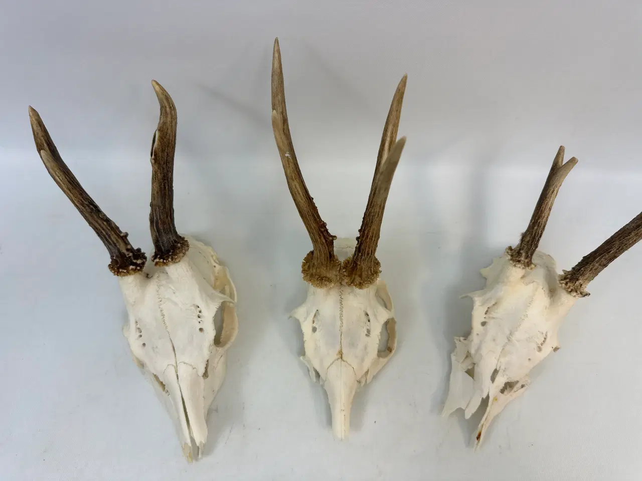 Billede 3 - 3 stk. gevirer