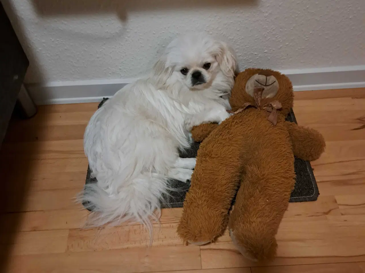 Billede 3 - Tilbydes til parring