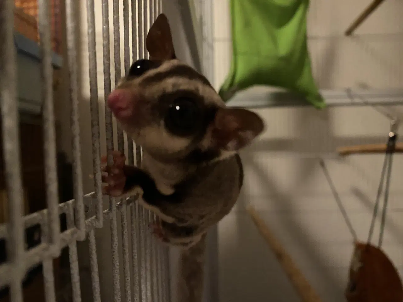 Billede 6 - 6 Sugar glider med stort bur