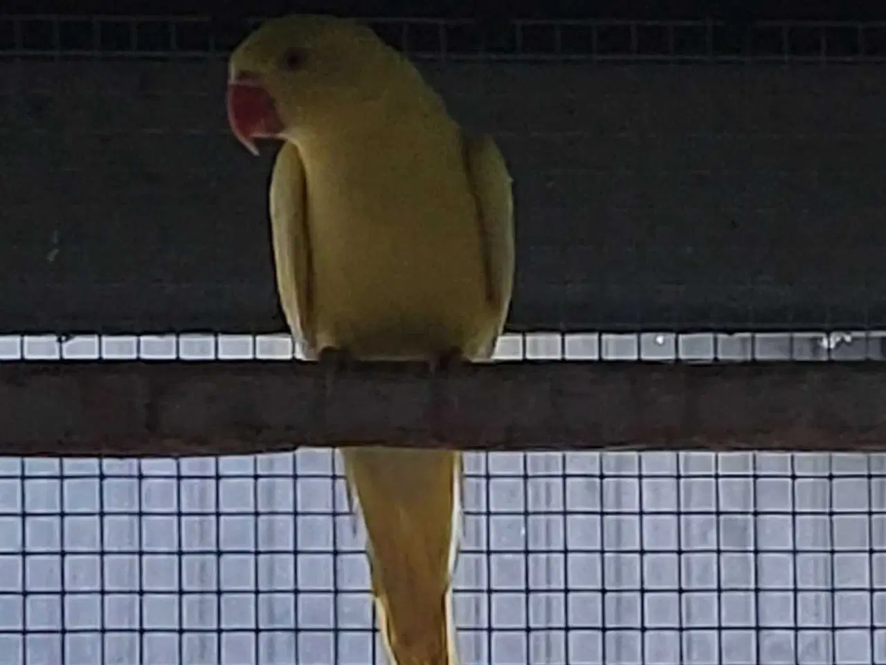 Billede 1 - Parakit hun