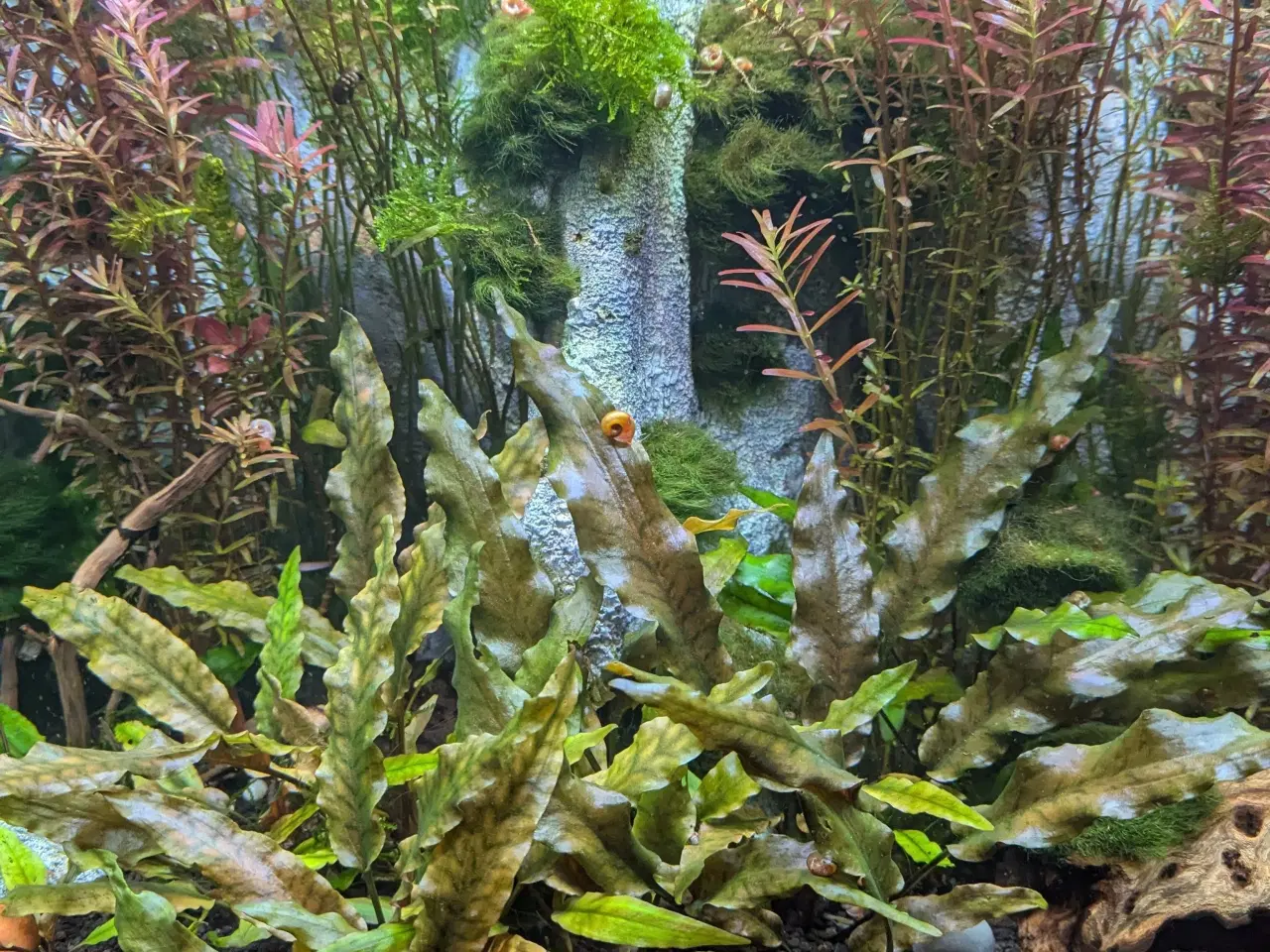 Billede 6 - Juwel akvarie 125L