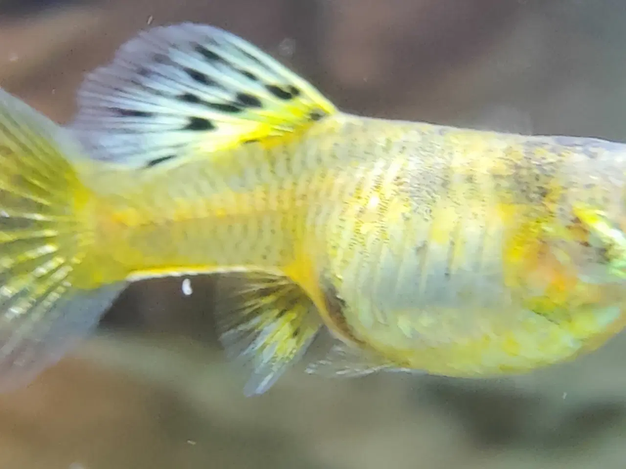 Billede 3 - Renstammet Yellow Tiger King Cobra Guppy