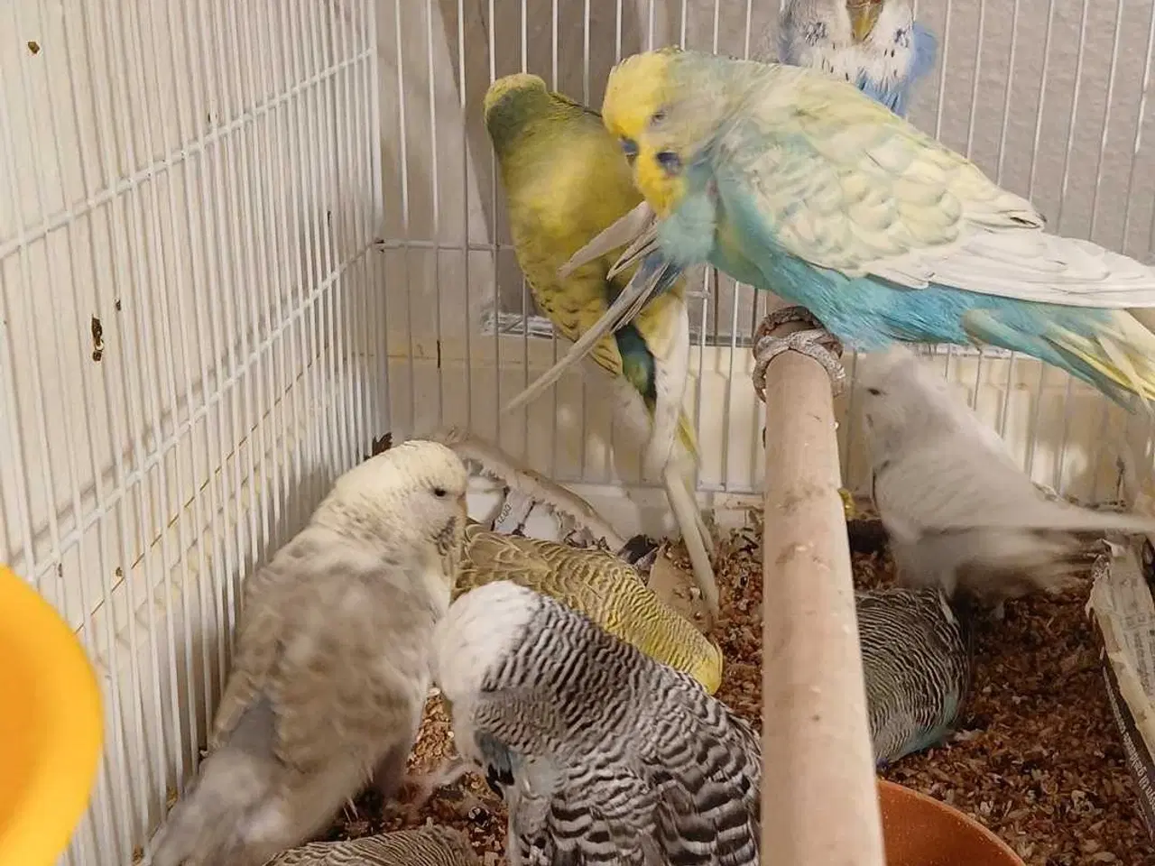 Billede 19 - 9 engelske undulater 