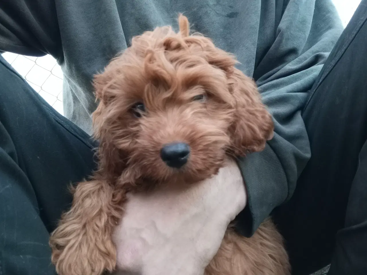 Billede 2 - cavapoo blanding