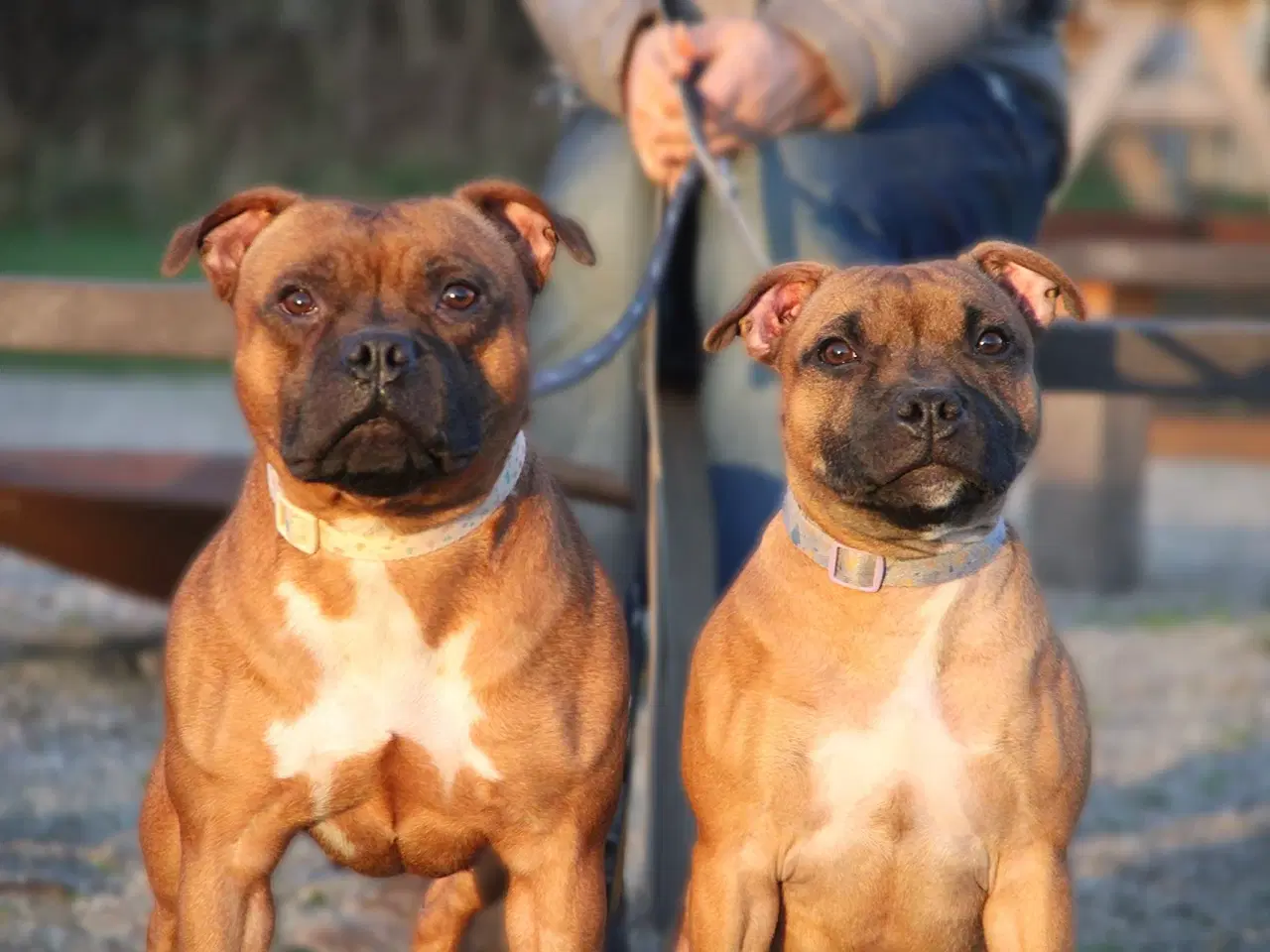 Billede 5 - Staffordshire bull terrier piger