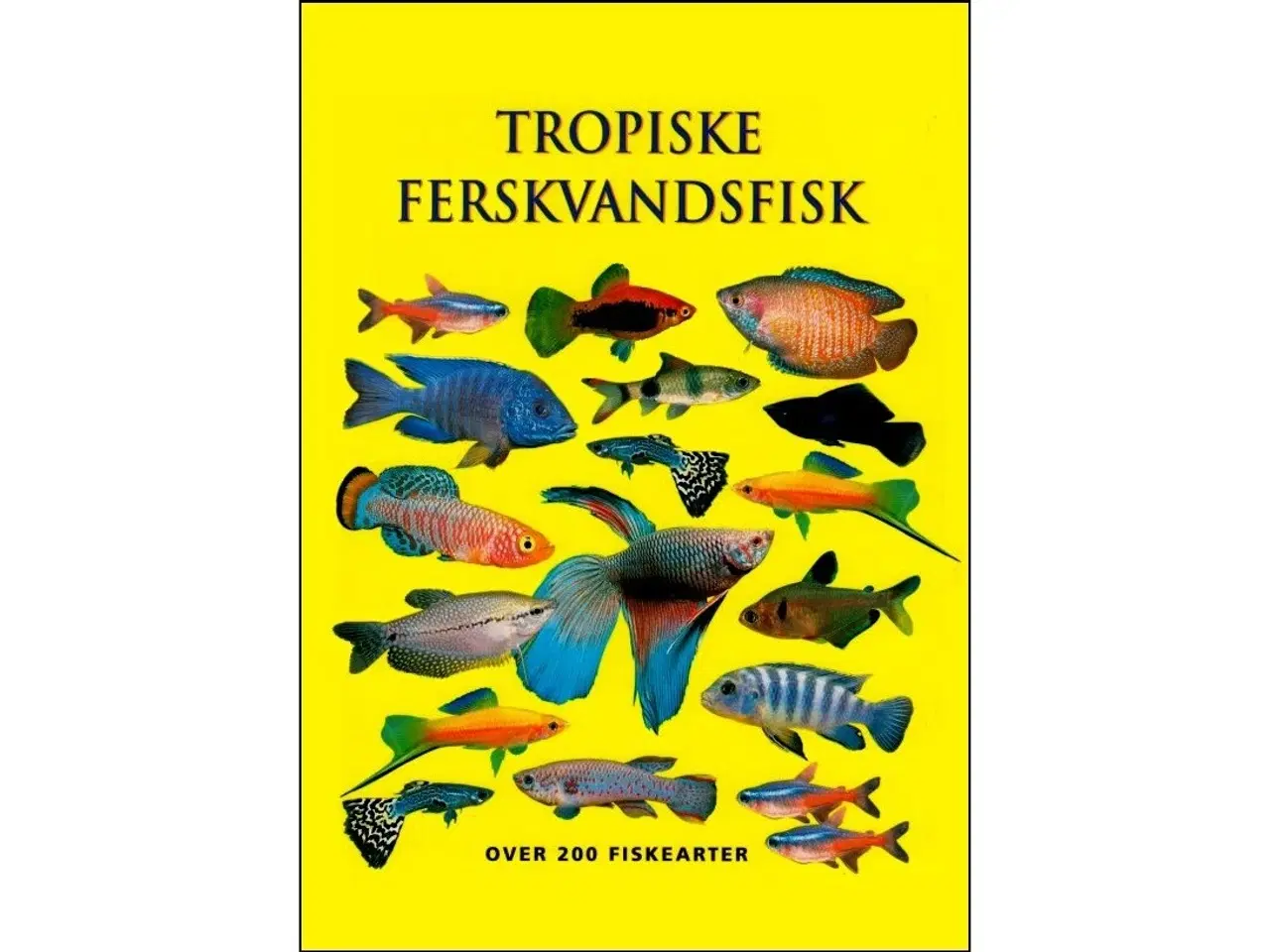 Billede 1 - Tropiske Ferskvandsfisk