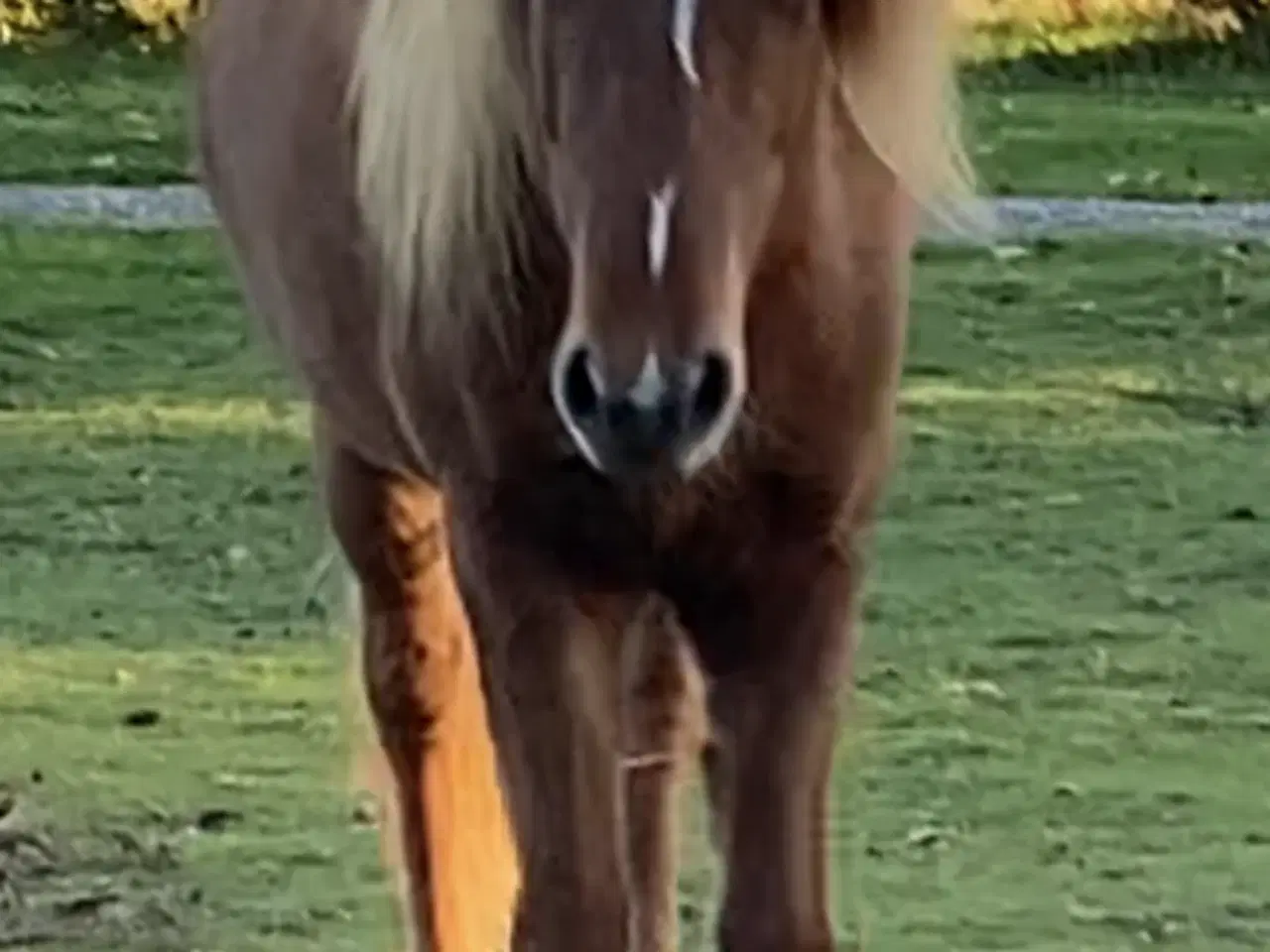 Billede 2 - Super dejlig islænder hoppe 