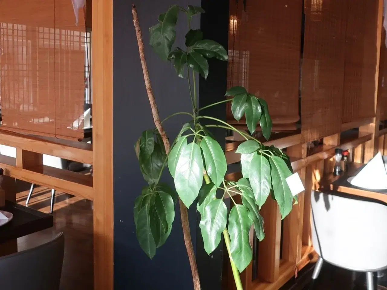 Billede 2 - Plante (ægte)