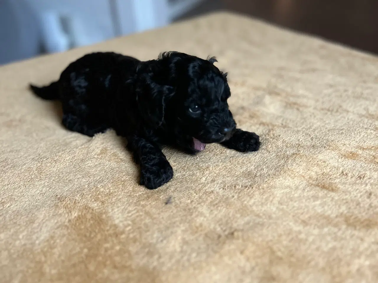 Billede 3 - Cavapoo / Toycavapoo F1