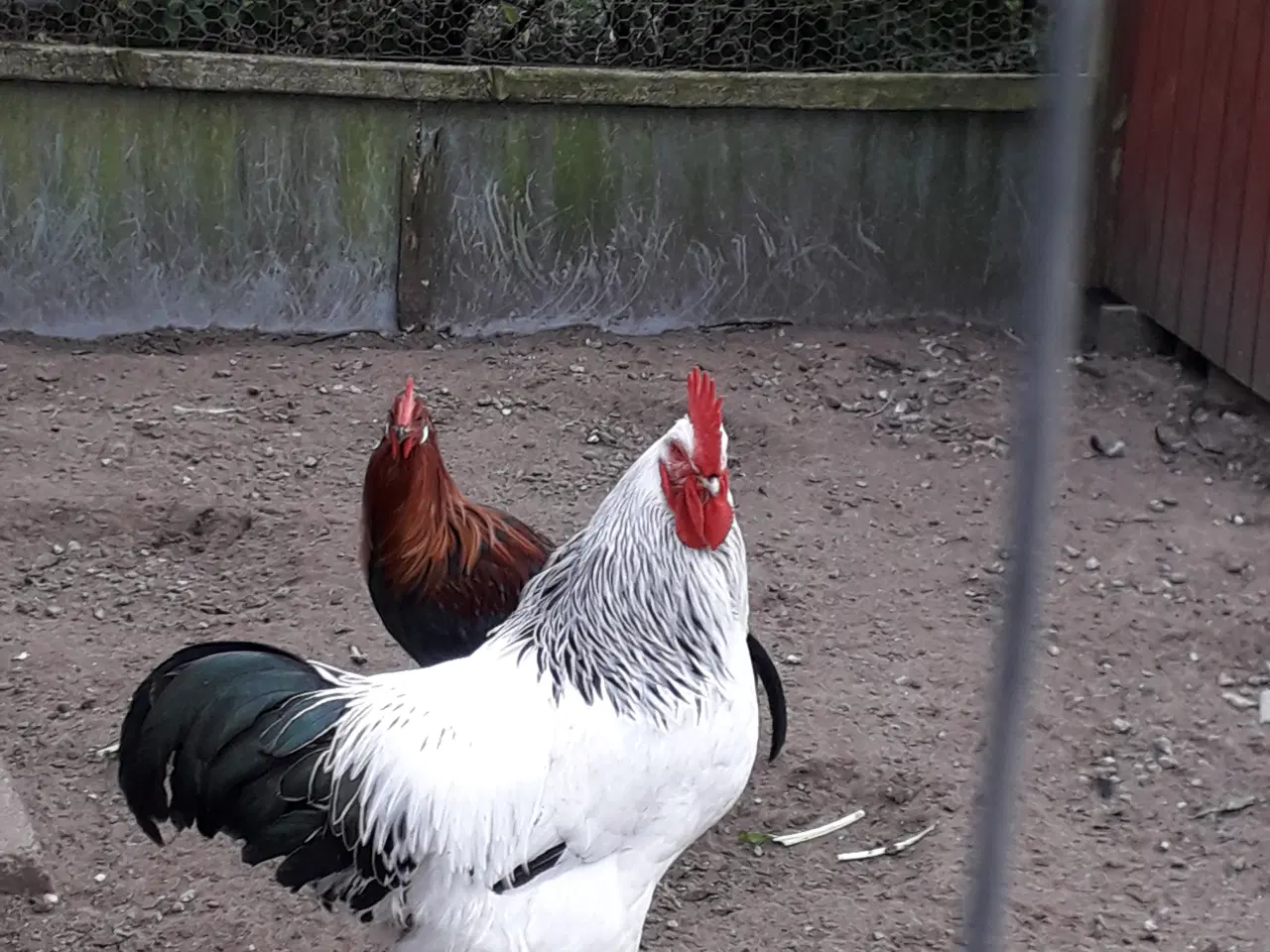 Billede 20 - RUGE ÆG 