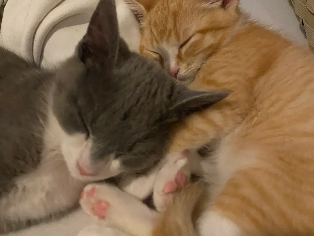 Billede 4 - Katte redet og søger nyt hjem