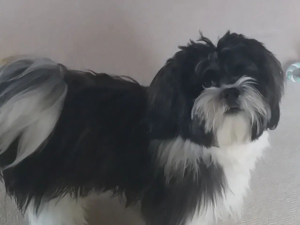Billede 5 - Lhaso Apso tilbyder parring