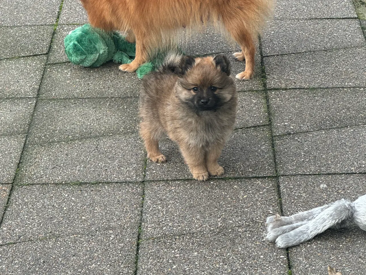 Billede 7 - Volpino Italiano hvalpe