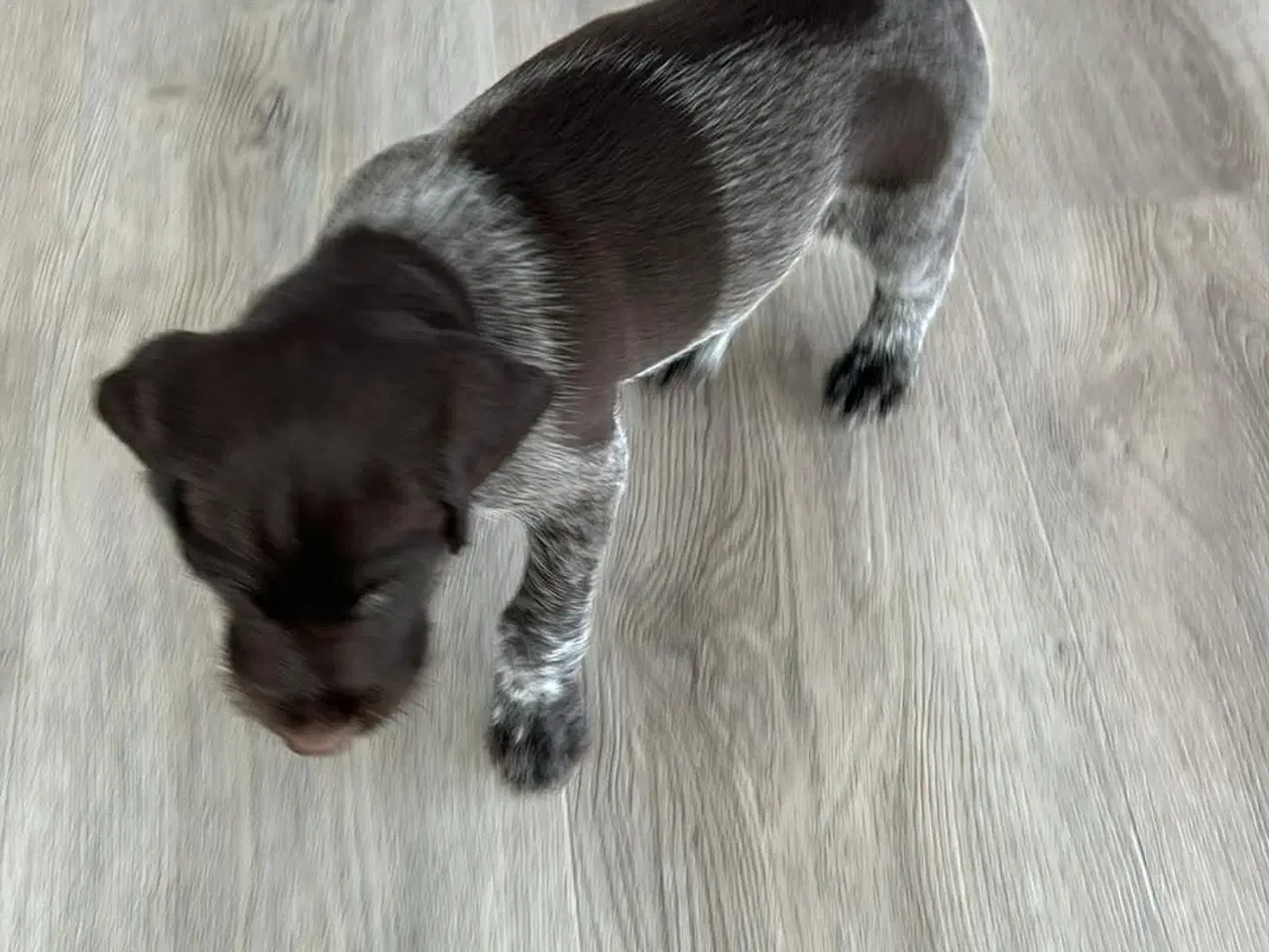 Billede 2 - Rughårede hønsehunds hvalpe