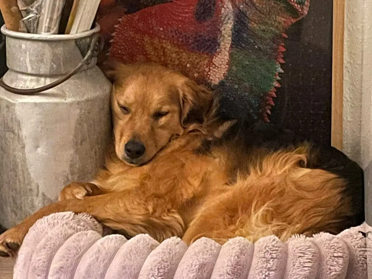 Billede 10 - Frodo søger familie! 🩵