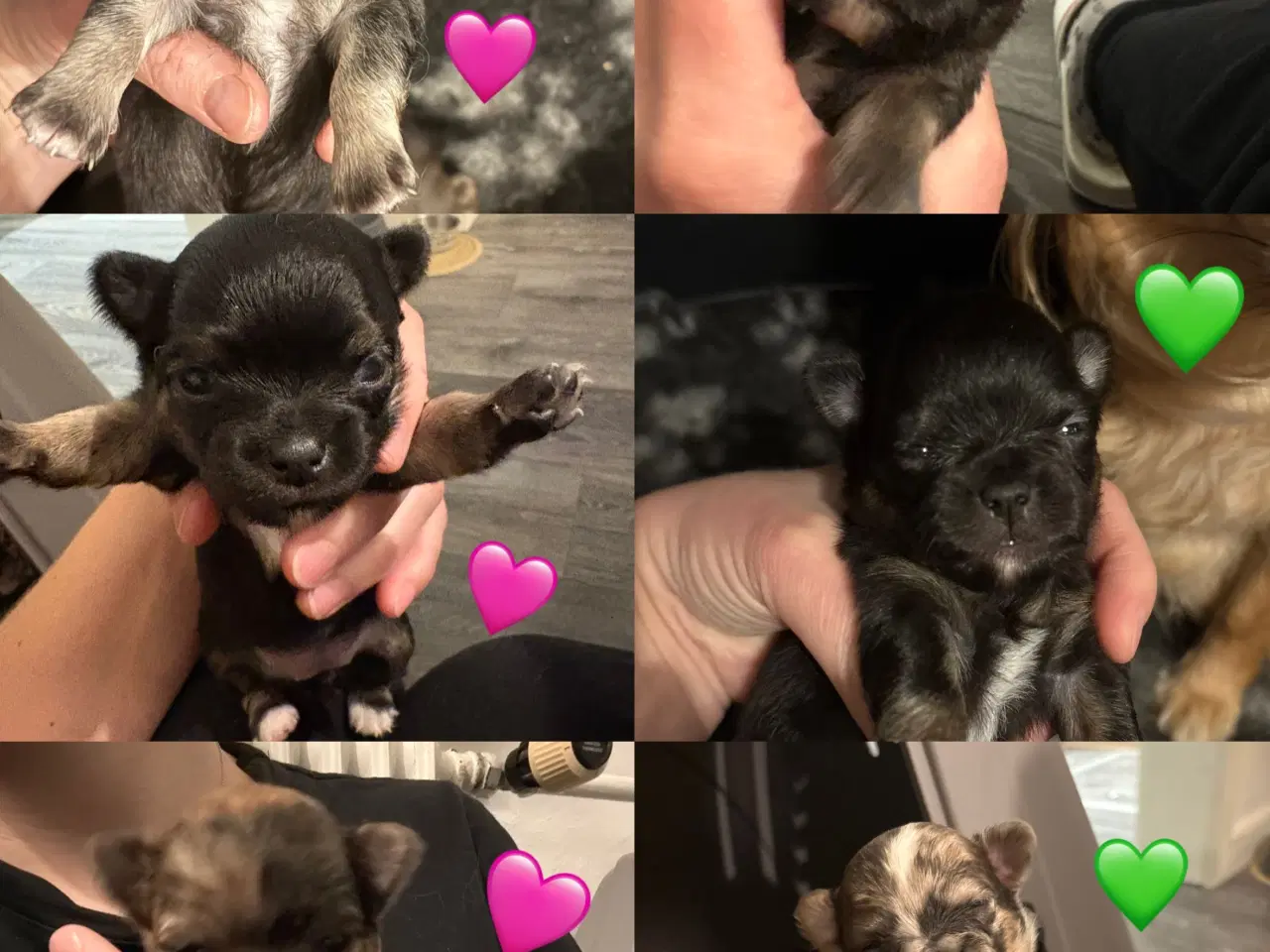 Billede 1 - 6 lækre chihuahua langhåret