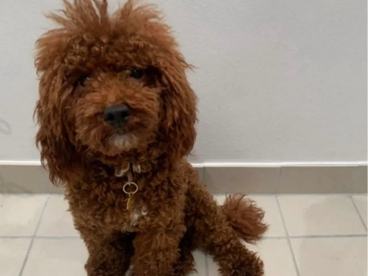 Billede 11 - Maltipoo / cotonpoo hvalpe