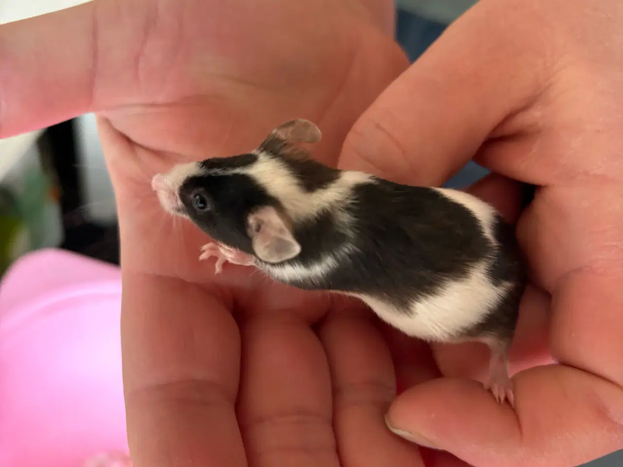 Billede 12 - Flerfarvede/plettede mus