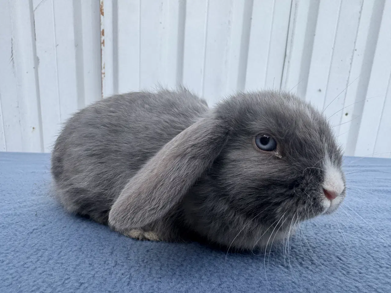 Billede 4 - Dværgvædder salgsklare hunner