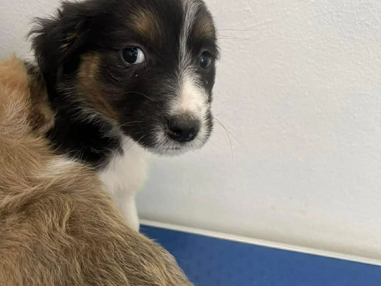 Billede 6 - Skønne Nuri søger et kærligt hjem