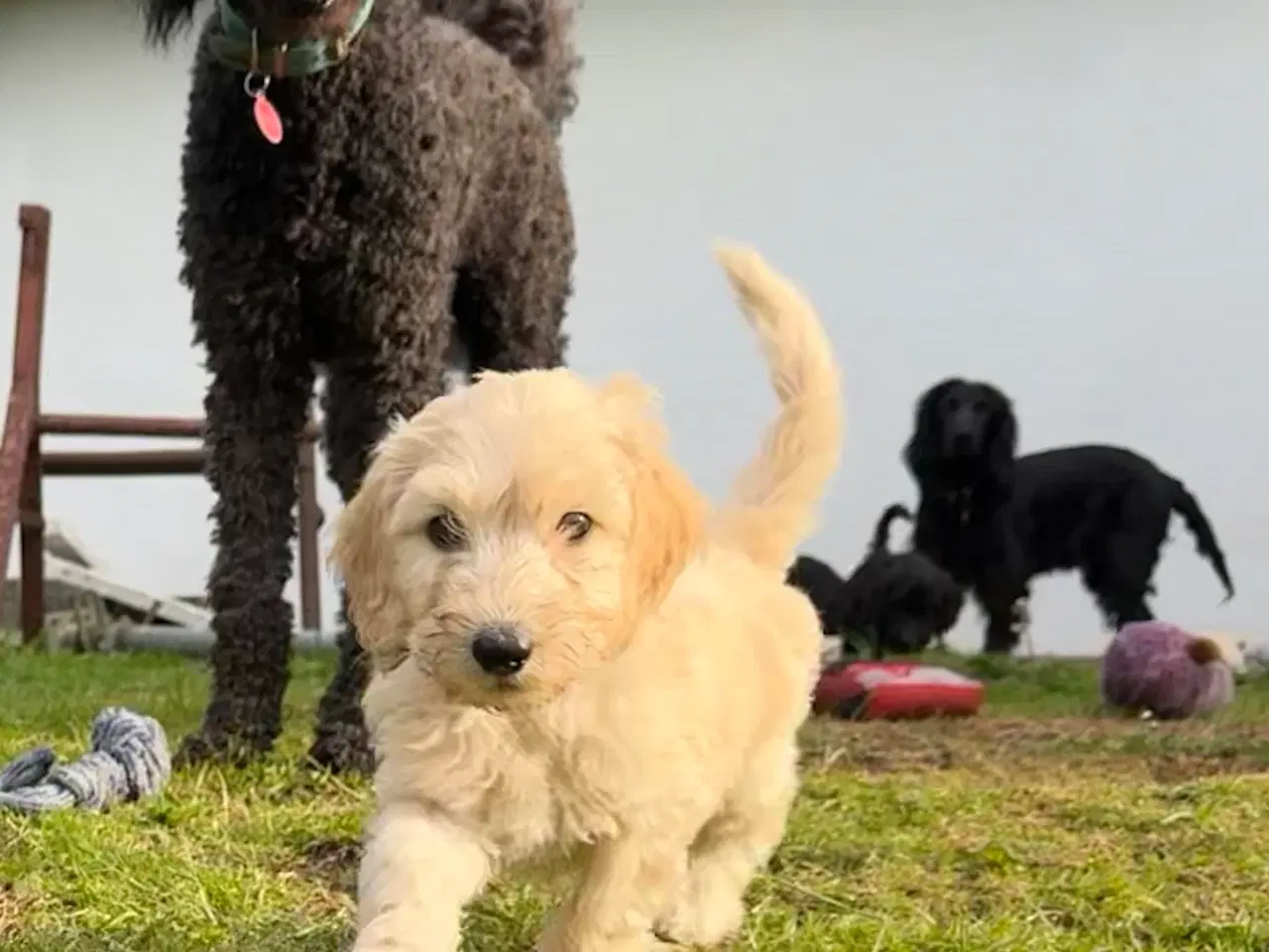Billede 8 - Cockapoo / Cockerpoo / Doodle