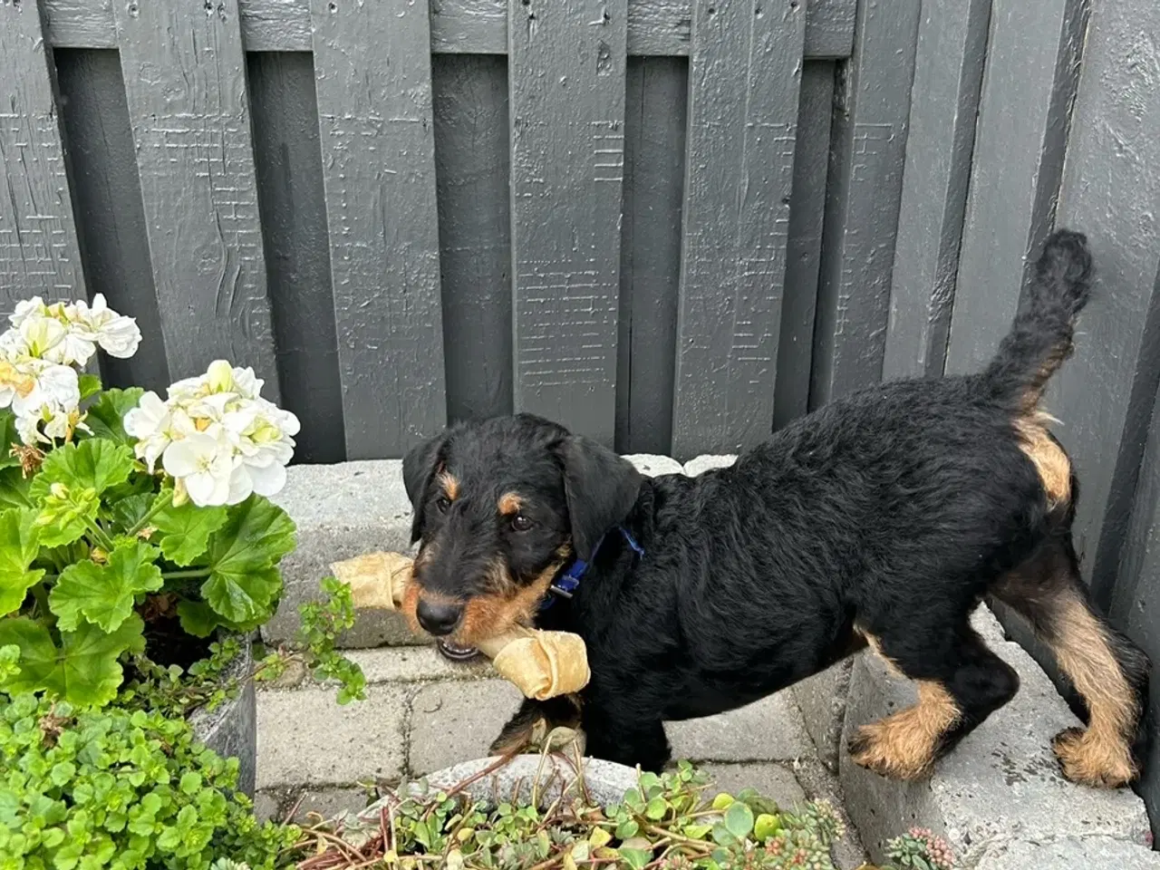 Billede 15 - Tysk jagtterrier hvalpe