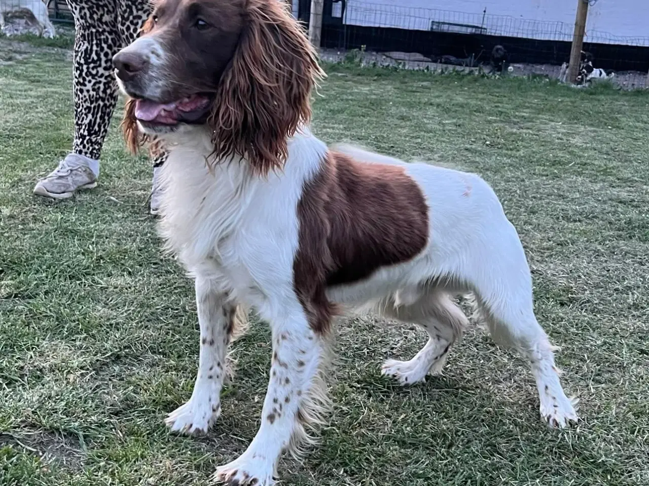 Billede 6 - Ft springer spaniel tæve 