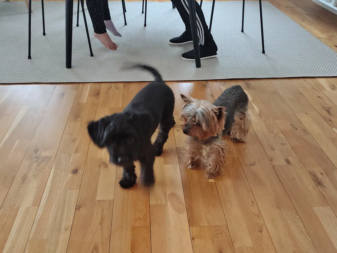 Billede 7 - Skønne Molly søger blivende hjem