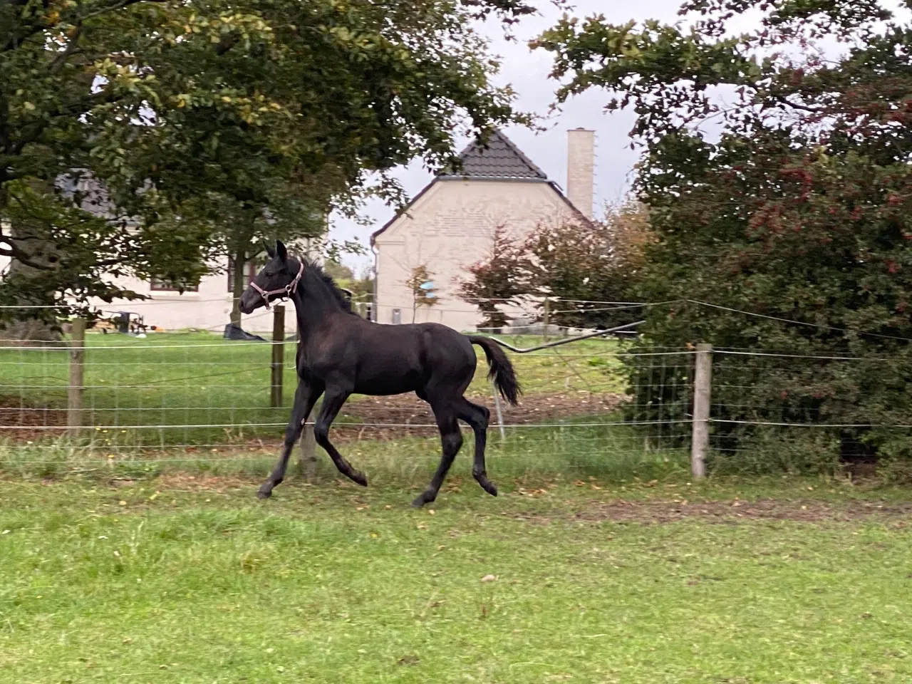 Billede 8 - Hingst plag