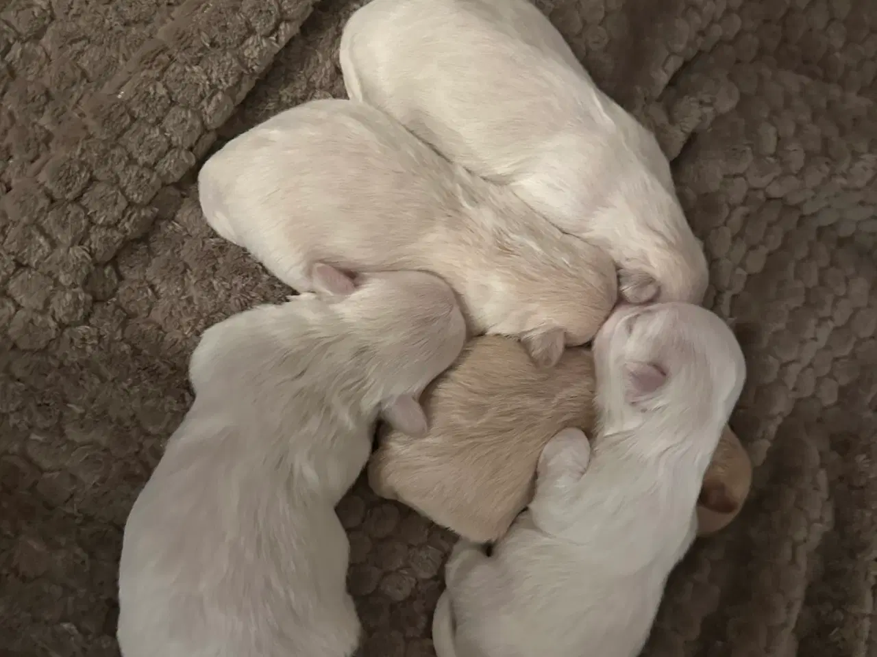 Billede 6 -  🐶 Boomer hvalpe 🐶 