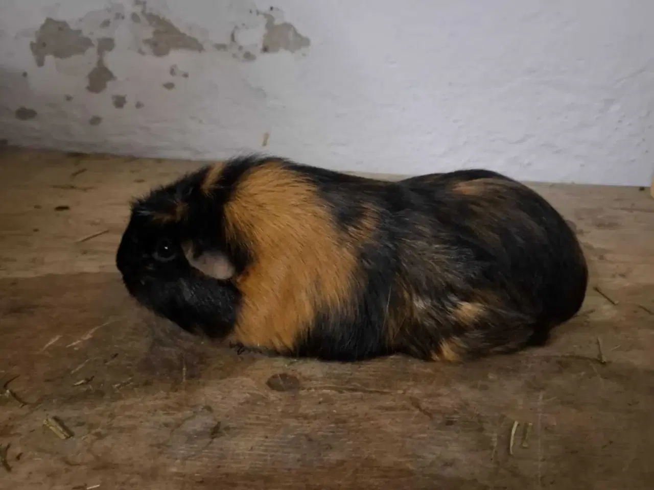 Billede 2 - 2 voksne hun marsvin 