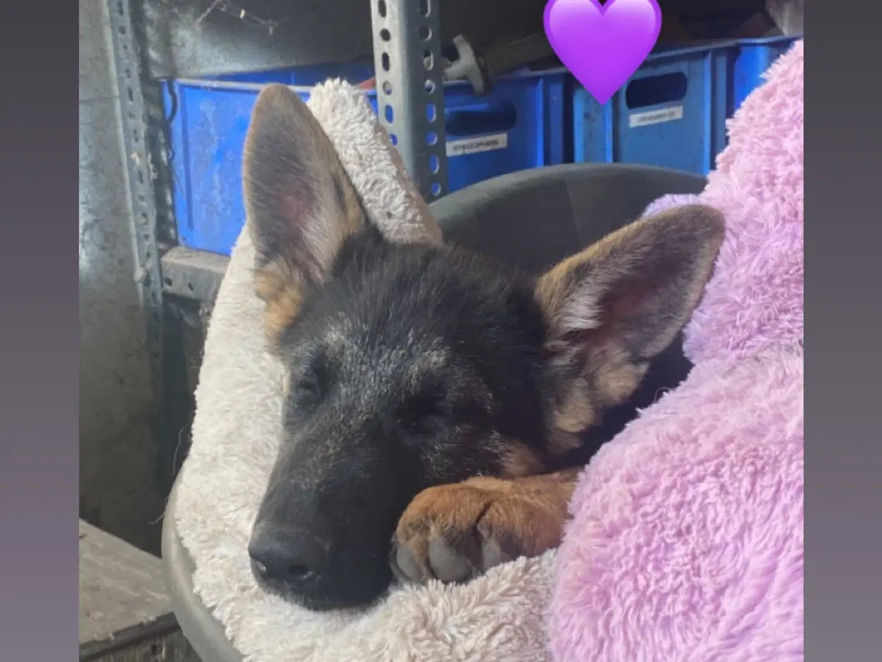 Billede 8 - Schæfer hvalpe der søger nyt hjem🐶
