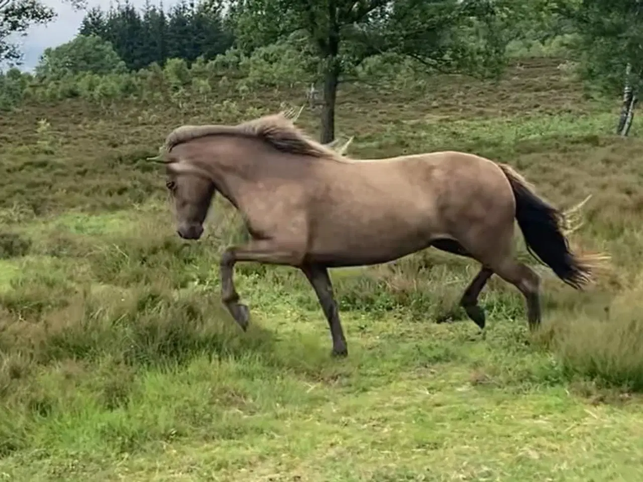 Billede 7 - 4 års islænder hoppe