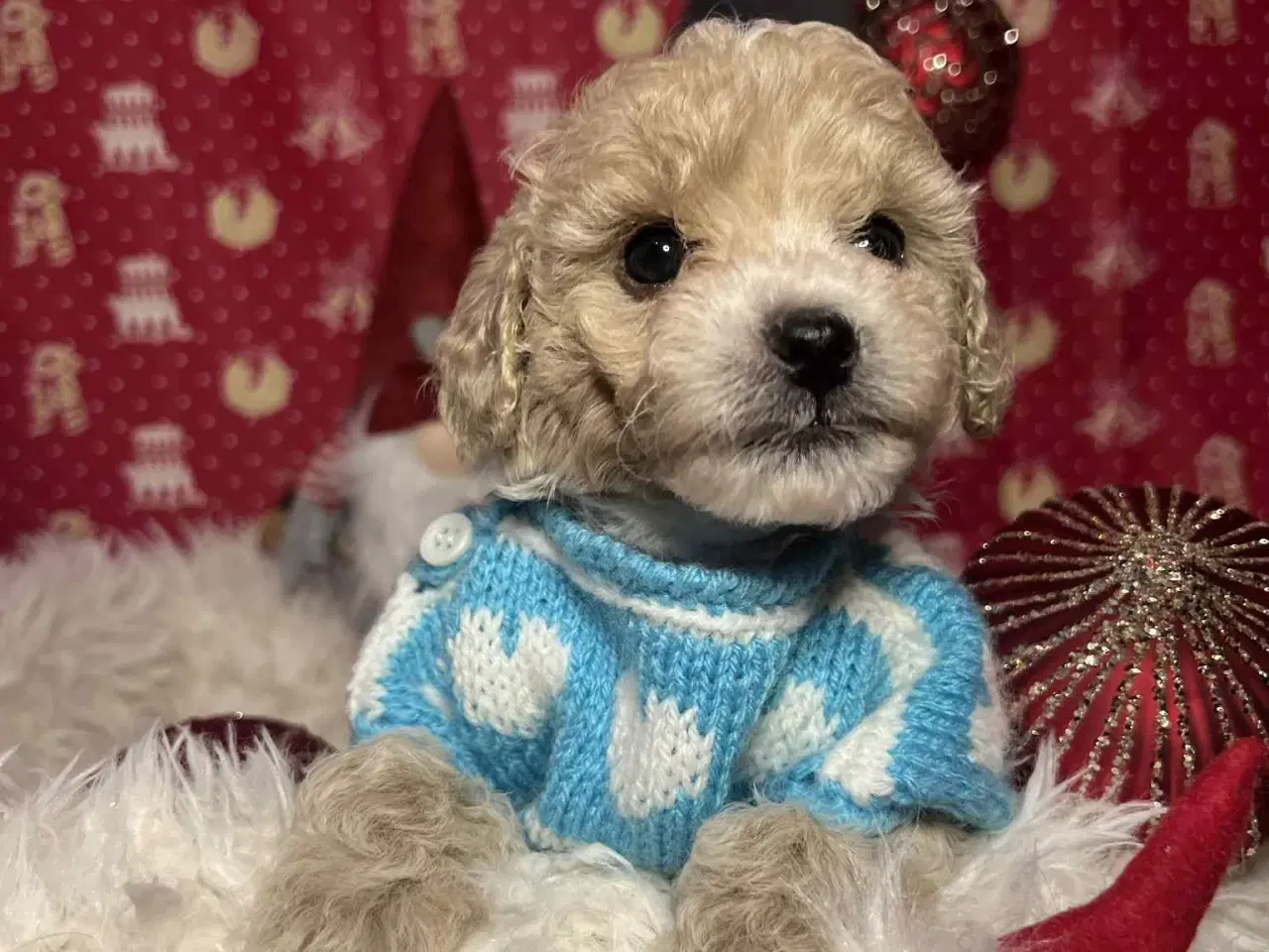 Billede 11 - Maltipoo 