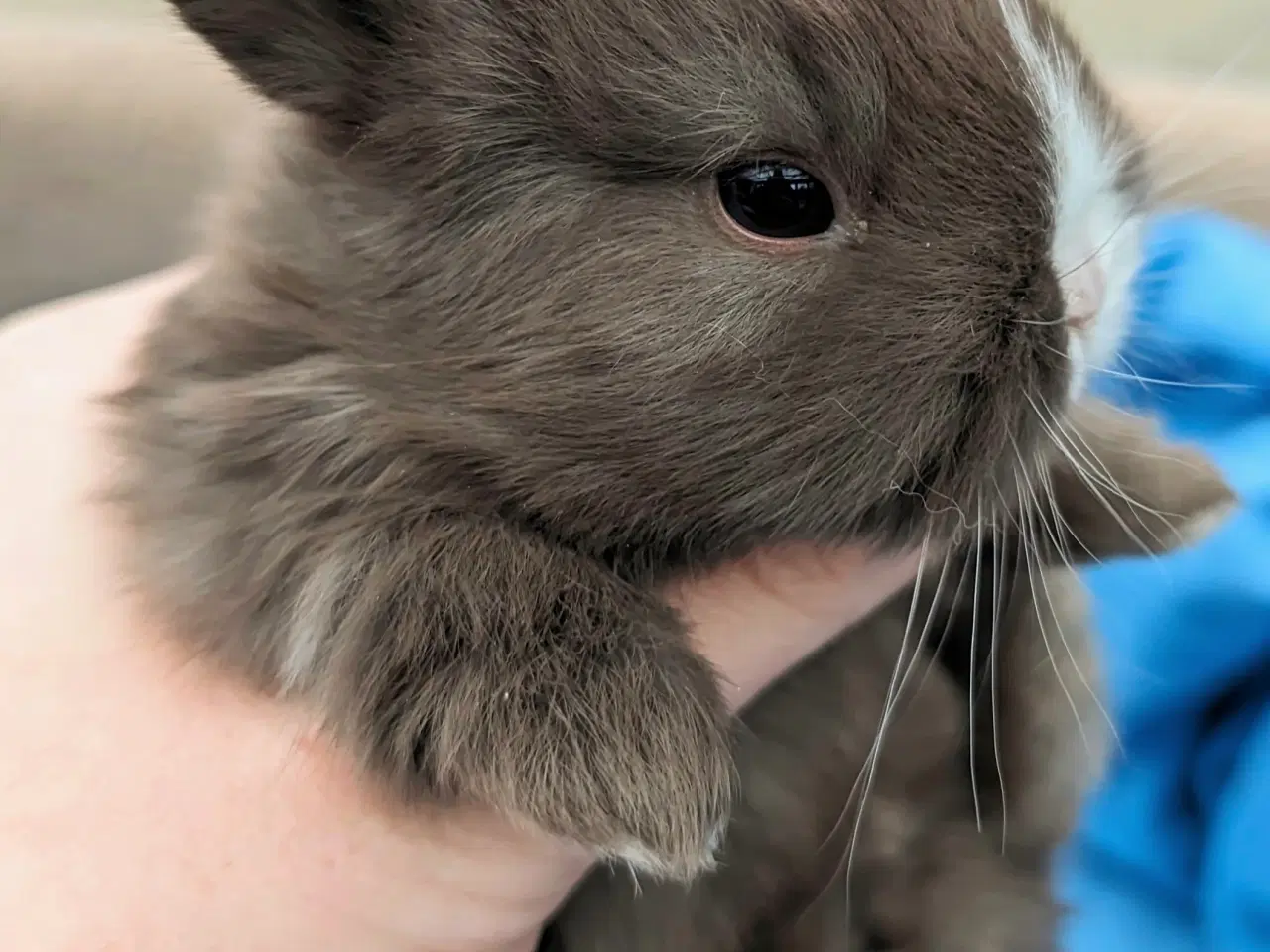 Billede 3 - Hermelin/minilop kaninunge sælges 