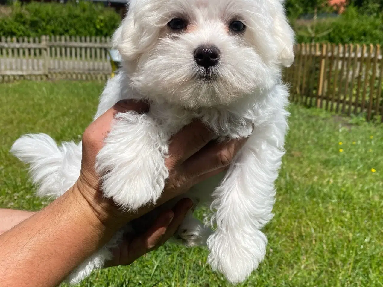 Billede 5 - Malteser hvalpe 🐶