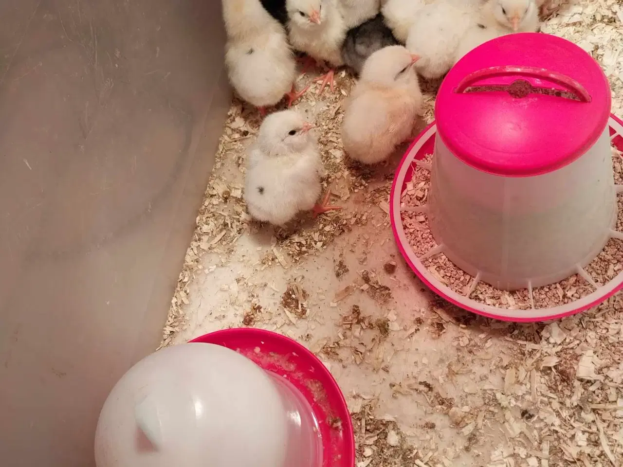 Billede 7 - Kyllinger ca. 3 måneder gamle til salg Zone Varde.